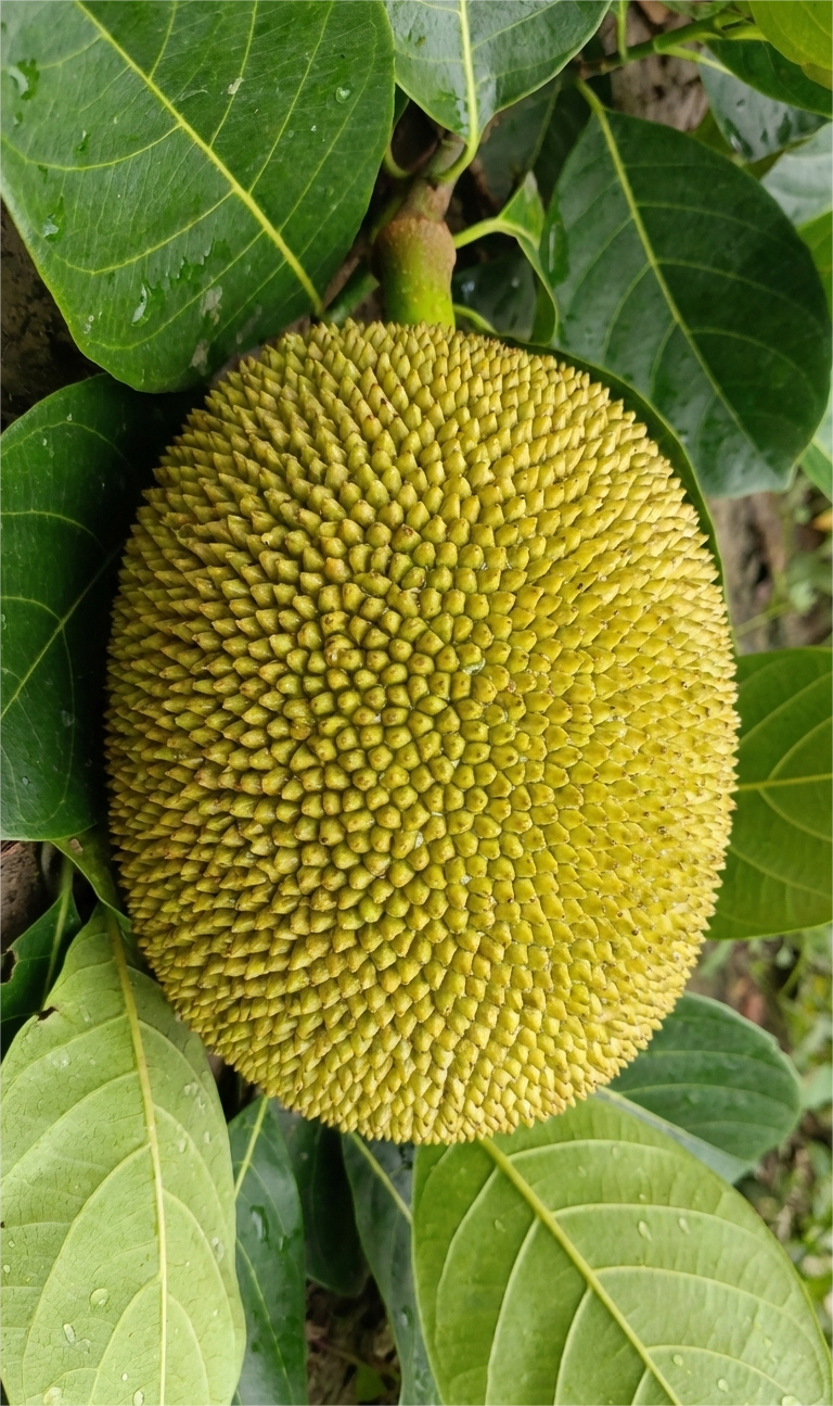 বারি কাঁঠাল-৬