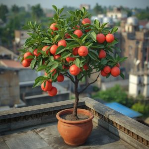 ভিয়েতনামী লাল জাম্বুরা চারা